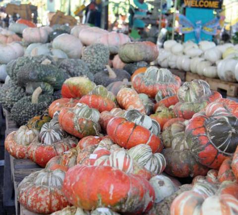 Pumpkins are welcoming in the fall season at a variety of locations in Dublin including Country Flower Plant Farm, Raven’s Ledge, Brookshire Brothers and Harris Old West Pumpkin Patch. Wyndi Veigel | Citizen staff photo