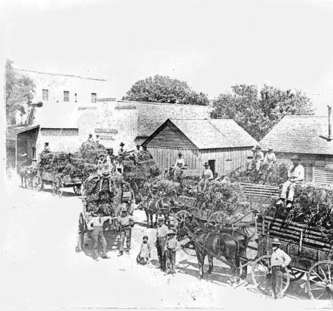 Wagons filled with hay stand on South Grafton next to the Utterback and Harris hay storage facility. Several of the buildings burned in the October 1909 fire. Courtesy photo