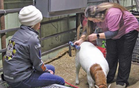 Ag show 2022 Dublin FFA sponsor Kyla Benfer helped student Kenli Roberson prepare her goat for the show floor before the Breeding Doe Show last year at the Erath County Livestock Show. One big change last year was moving the Sale of Champions from the show grounds to City Limits in Stephenville. It will return to the newly renovated show ground facility next week.