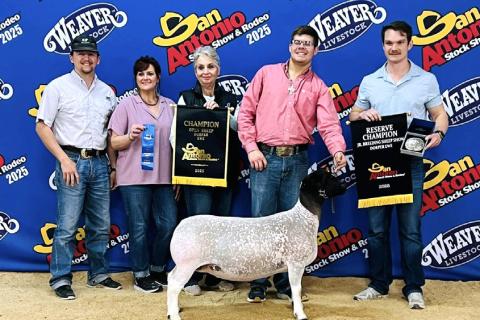 Hudson Moore, son of Lindsay and James Moore, has earned several ribbons in livestock shows already this season. At San Angelo, he exhibited the Grand Champion Dorper Ewe in the Jr. Breeding Show and Open Show (as well as earning 2nd place finishes in two-tooth, aged and little ewes). In San Antonio, he showed the Reserve Champion Dorper Ewe in the Jr. Breeding Show and Grand Champion Doper Ewe in the open breeding show with his aged ewe, Crazy Cool Cat. | Submitted photo
