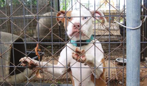 Animals such as the dog and cats below are up for adoption at the Erath County Humane Society. As of Monday, there were 156 animals in the shelter, according to director Serena Wright (bottom, petting a furry friend in need of a home). Paul Gaudette | Citizen staff photo