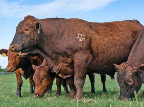 The Texas A&amp;M AgriLife Extension Service office in Bexar County will host the 2025 Beef Cattle Short Course on Jan. 14 in San Antonio. (Laura McKenzie/Texas A&amp;M AgriLife) Laura McKenzie | Texas AgriLife photo