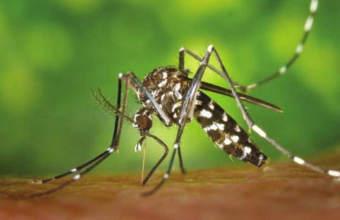 Biting mosquitoes like this Aedes variety prefer different breeding sites and are active at different times throughout a day. | Texas AgriLife photo y prefer different