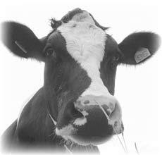 Cattle