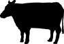 Cattle