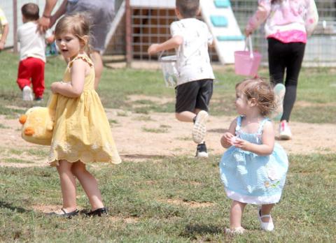 Sisters hunt eggs together in their Easter dresses at Lucky Vines’ Easter Egg Hunt in the Vines hosted Saturday, March 30. Below, hunts took place every half hour at the event. Wyndi Veigel-Gaudette | Citizen staff photos