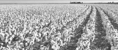 A field of cotton in the Panhandle shows some lint on the ground and stringing following sleet and rains. Jourdan Bell | Texas AgriLife photo