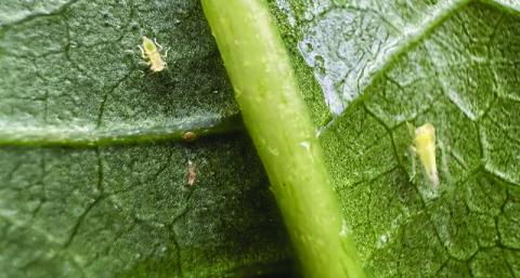 AgriLife shares insect guidance for green industry