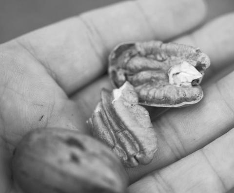 Pecan production high