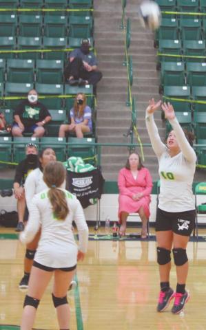A Freshman Lady Lion