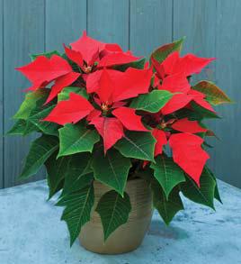 Garden club holds December meeting