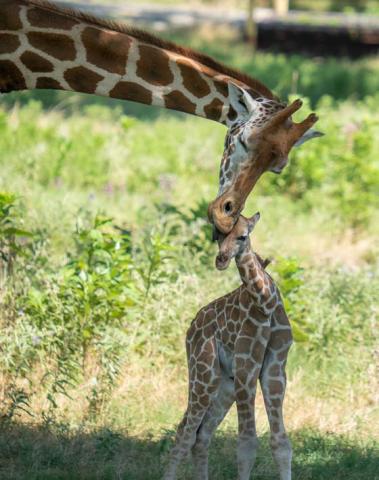 Snorgie, a female giraffe at Fossil Rim, has recently given birth to a new calf. The calf, who has not yet been named, is the little sister to Waffles. The giraffes can be seen on the self-guided tour through Fossil Rim. Courtesy photo