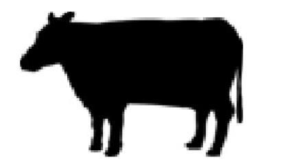 Cattle
