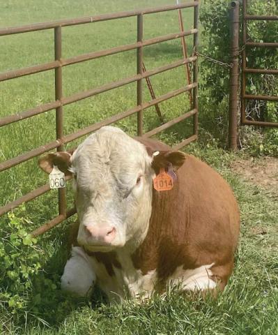 Drago, a most famous bull, is fine after a hail storm that ravaged the area outside Dublin Wednesday, April 26. Submitted photo