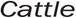Alt Text for Image