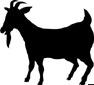 Sheep / Goats