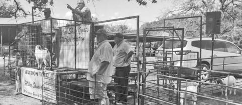 Miller Show Goats sold