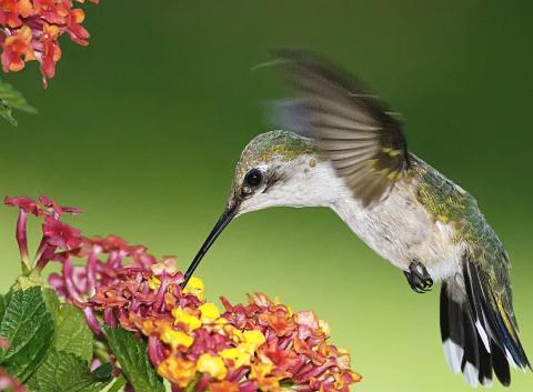 By providing reliable food sources, such as nectar, and habitat, Texans can attract a diversity of hummingbird species to their yard. | Metro Graphics photo