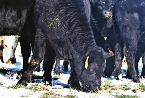 Shelter, water and forage are all important considerations for cattle during Texas winters.. Kay Ledbetter | Texas AgriLife photo