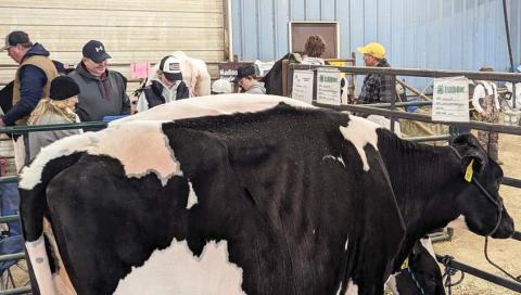 Dairy kicks off stock show