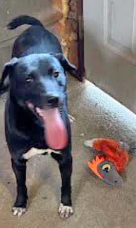 This 2-year-old female Labrador mix is now available for adoption at the Dublin animal shelter. To schedule a visit, call city hall at 254-445-3331. | Citizen staff photo