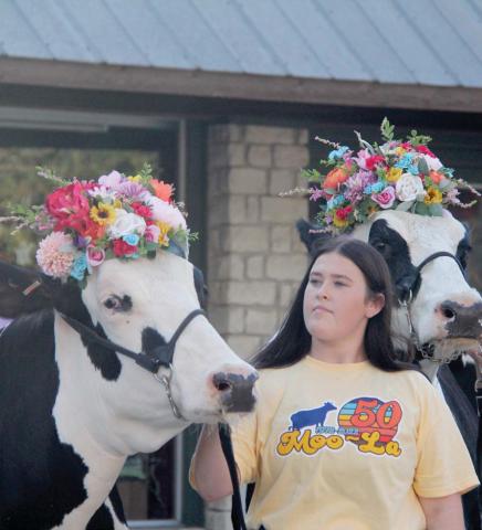 Beautiful Holstein cows provided by the Osinga family were on display at the Moo-la birthday bash. Paul Gaudette | Citizen staff photo