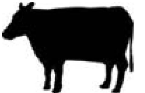 Cattle