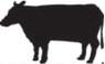 Dublin Livestock Auction