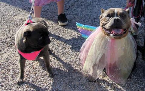 Run fur the fiesta