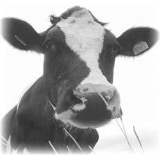 Cattle