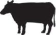 Cattle